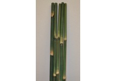 Bambusová tyč 3 - 4 cm, délka 2 metry - barvená zelená